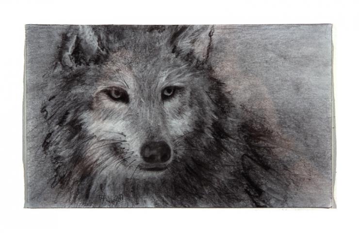 grey wolf drawing by Pam Taggart