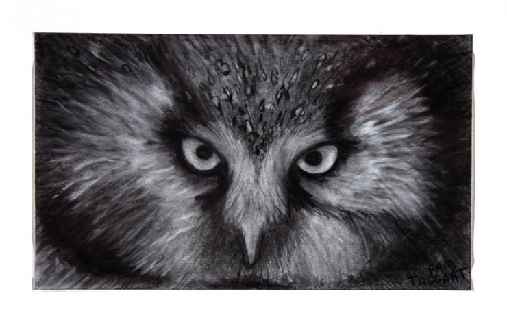 owl drawing by Pam Taggart