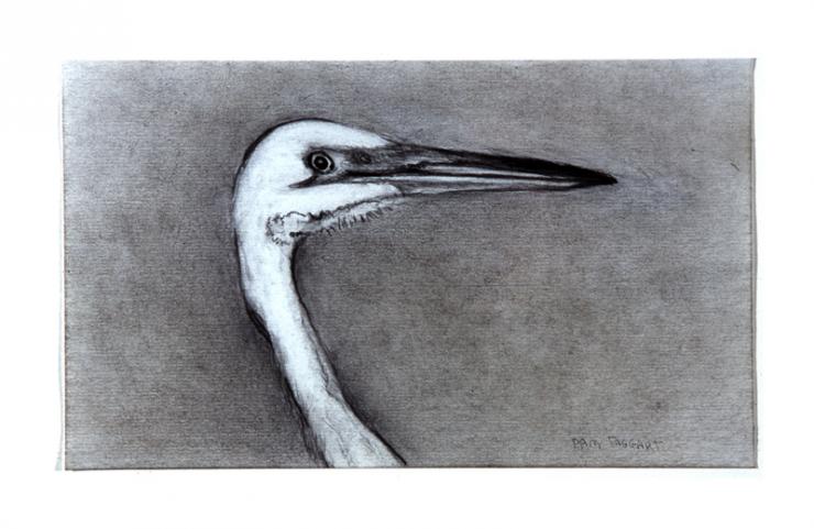 Sanibel Florida egret drawing by Pam Taggart