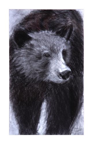 brown bear drawing by Pam Taggart