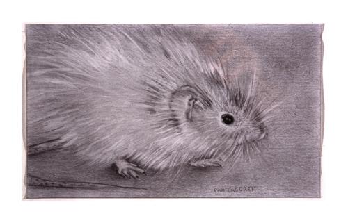 house mouse drawing by Pam Taggart
