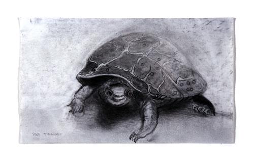 turtle drawing by Pam Taggart
