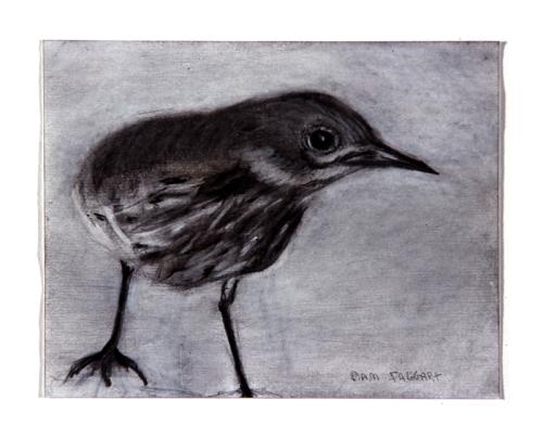wren drawing by Pam Taggart