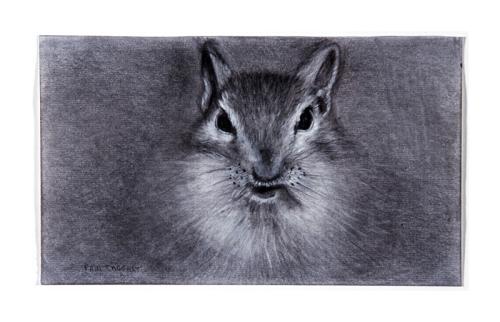 chipmunk drawing by Pam Taggart