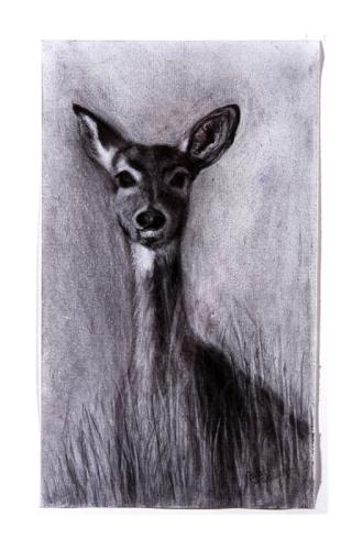 white-tailed doe drawing by Pam Taggart
