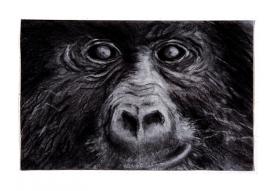 mountain gorilla drawing by Pam Taggart