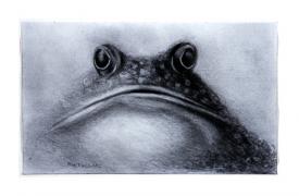 frog drawing by Pam Taggart